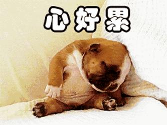 狗粮排名前十测评,十款狗粮排名