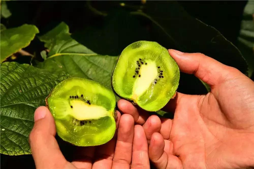 金秋采摘正当时!山东这十种田间美味错过再等一年!