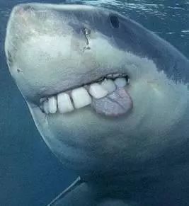 海洋中几乎无敌的大白鲨,真正的大白鲨和巨齿鲨的图片
