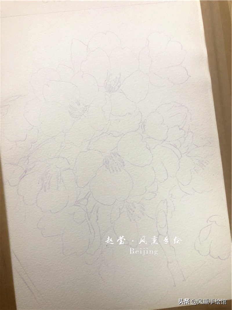 美丽的水彩樱花,水彩樱花图