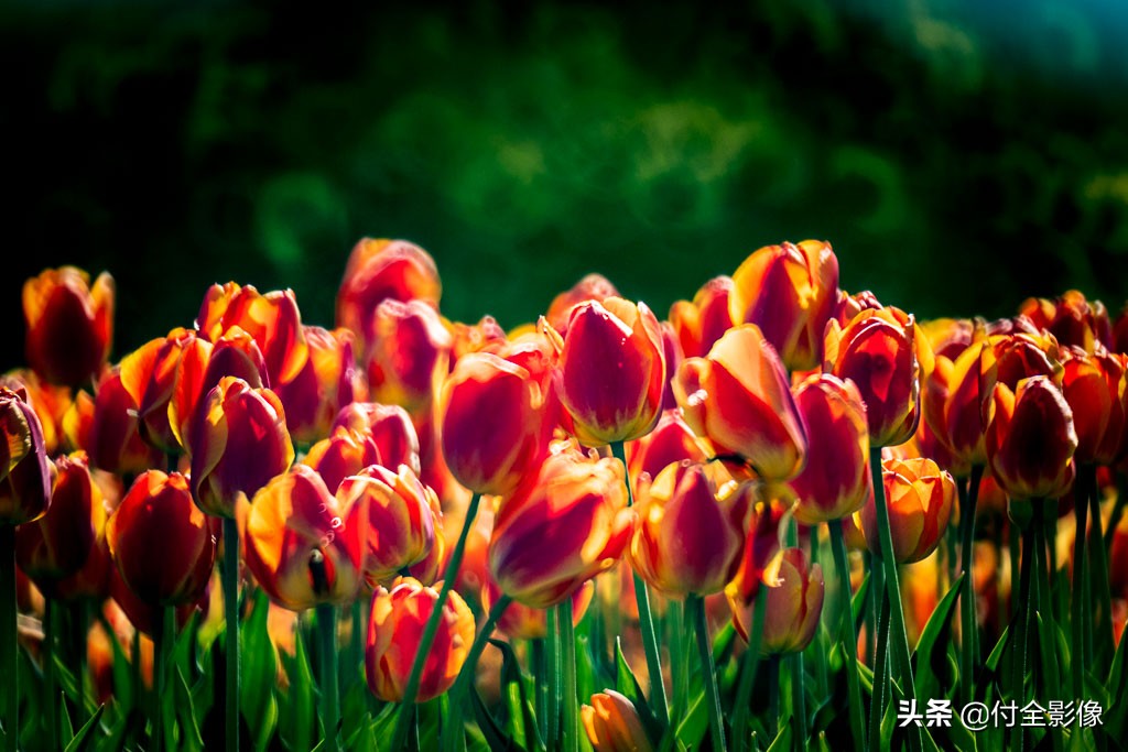 北京国际鲜花港门票优惠,北京国际鲜花港夏天