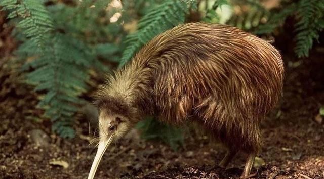 说它是鸟，却没有翅膀和尾巴，说它是兽，却只有两条腿，是啥奇葩