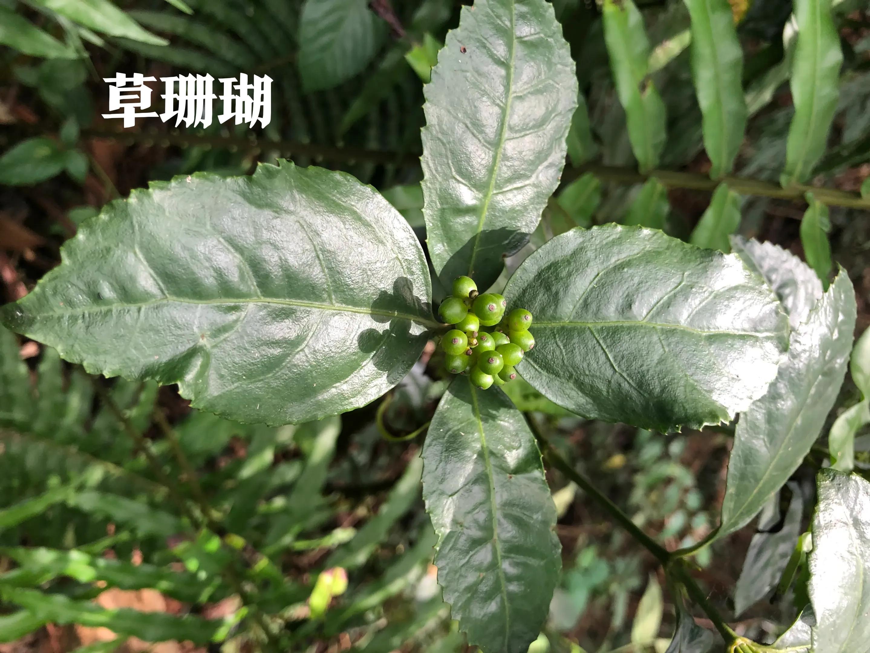 娣卞北鑰佹灄閲庤彍妞嶇墿,鍘诲璁垮北闂寸殑閲庣敓鏈崏妞嶇墿