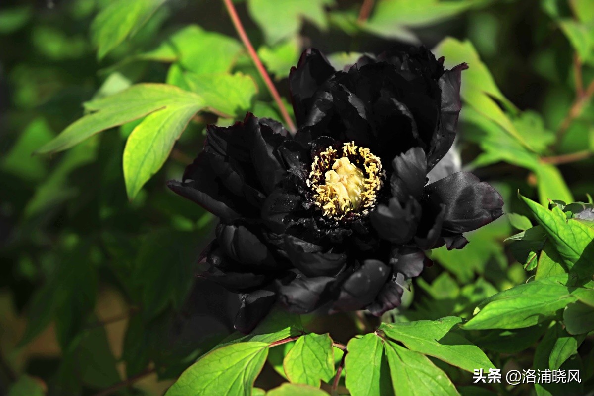 牡丹的名贵品种黑牡丹和绿牡丹,牡丹的稀有品种绿牡丹和黑牡丹