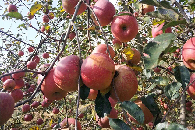 苹果冰糖心其实是苹果的一种病害,糖心苹果是病苹果吗