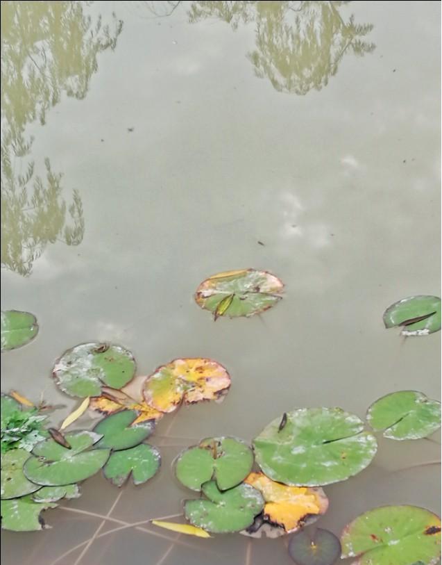 最好养的植物睡莲,盆栽水养植物睡莲