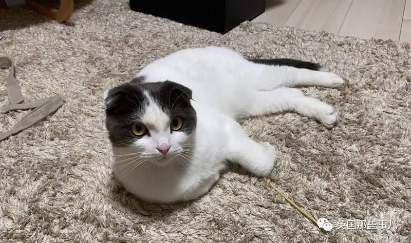 猫咪表情包喵星人,一组有故事的喵星人表情包