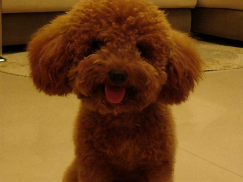 泰迪狗为什么特别黏人,泰迪犬怎么可以和它相处融洽