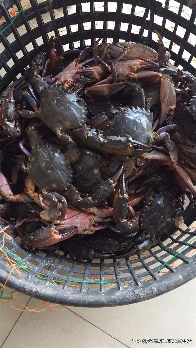 海边可以赶海吃住玩一体的农家院,秦皇岛黄金海岸牧海农家院