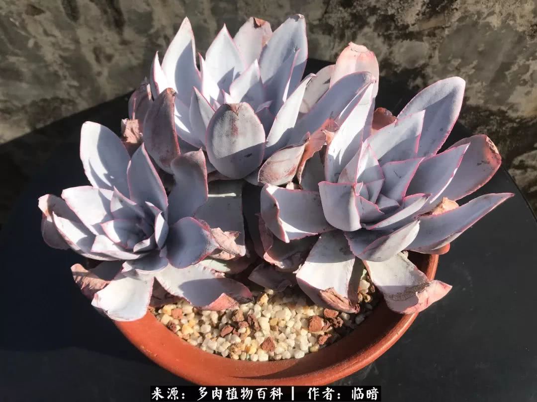 多肉带给我的感情,多肉给人们带什么作用