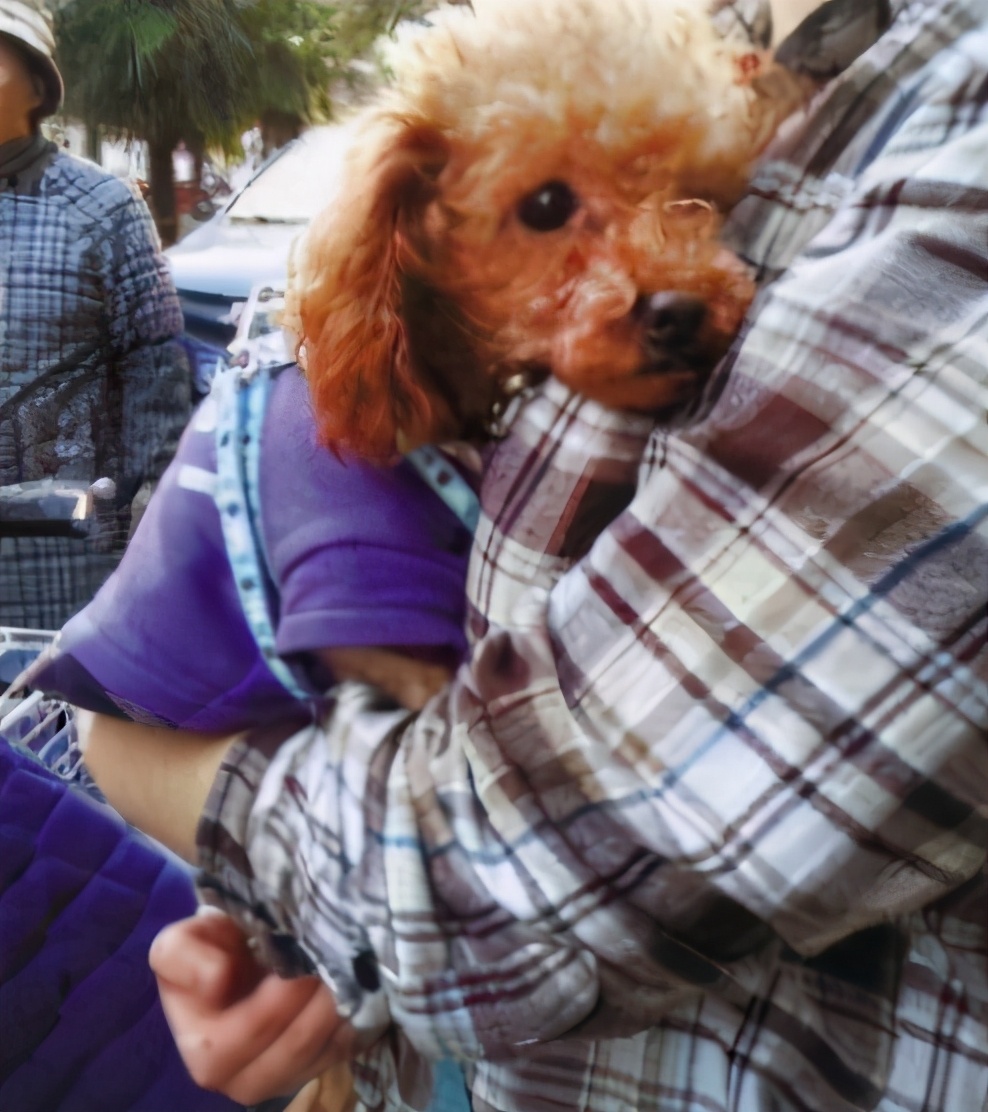 泰迪犬咬主人咋办,泰迪犬老是咬自己怎么回事