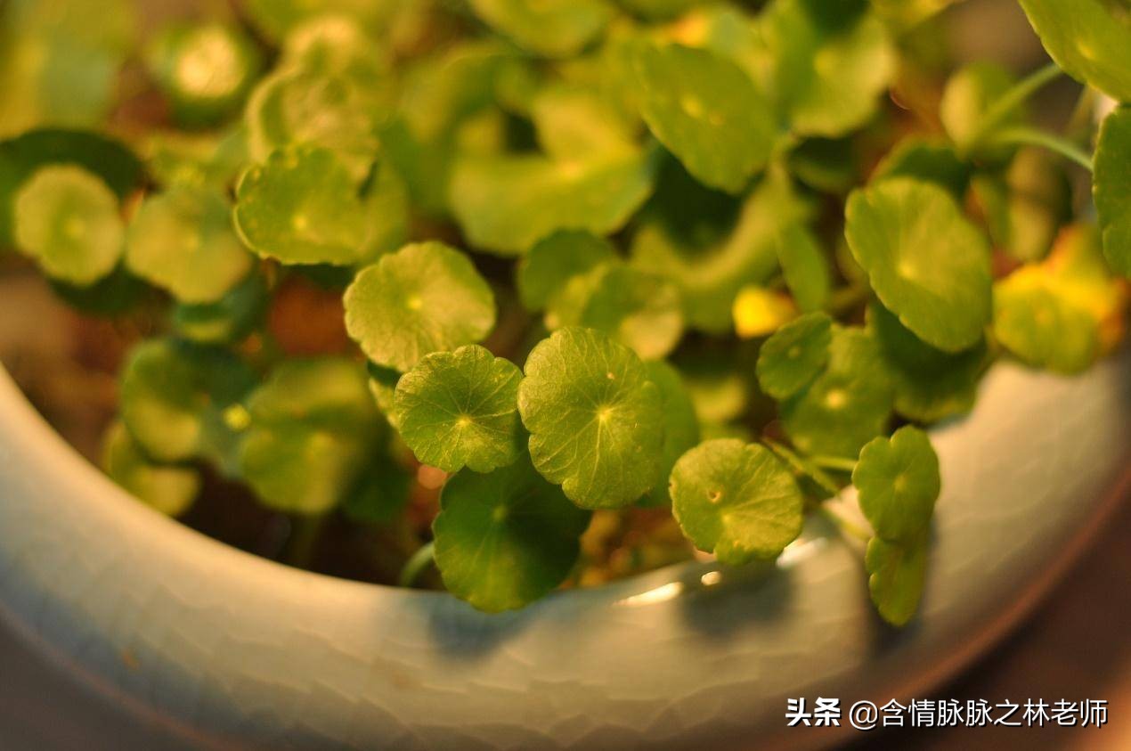 室内三种最旺家庭养植物,家居绿植哪些不适宜养