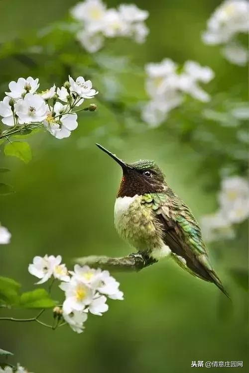 一只会听人话的小鸟,小鸟戴帽子变脸