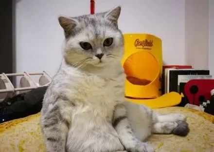 如何学会看猫咪的品相,成年猫咪如何看公母