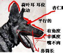 好的昆明犬有什么区别,中国昆明犬和昆明犬有什么区别