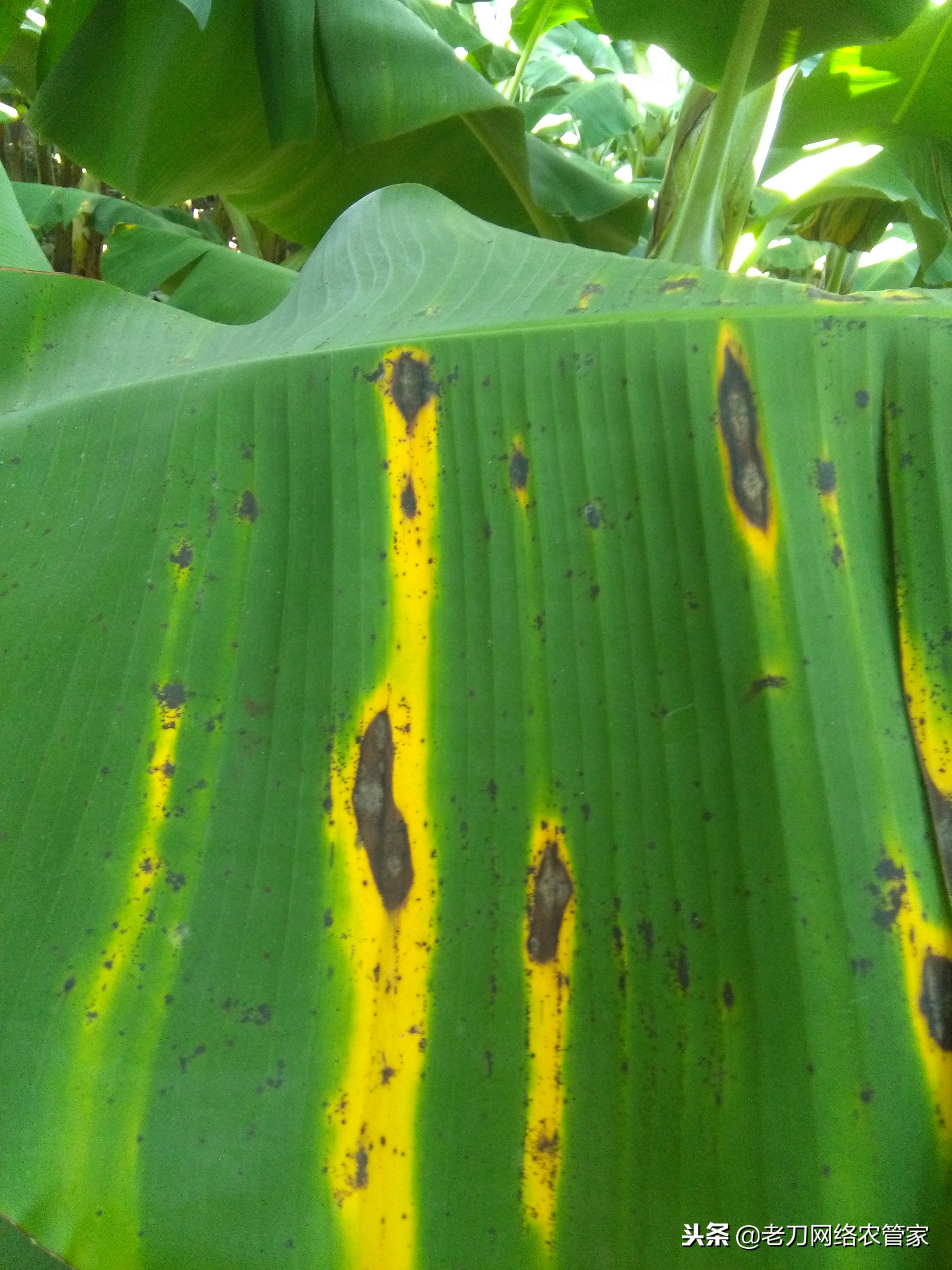 香蕉黑条叶斑病特点,香蕉叶片有黄斑是怎么回事