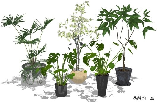 网红庭院植物搭配,网红绿植搭配技巧