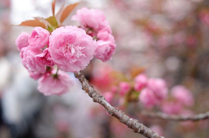 樱花季怎么能少得了专属樱花,四月开花的樱花有哪些
