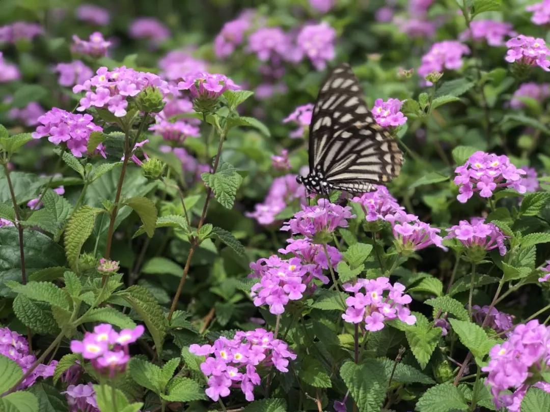 南澳岛小众隐藏景点,南澳岛2天1夜自驾游地图