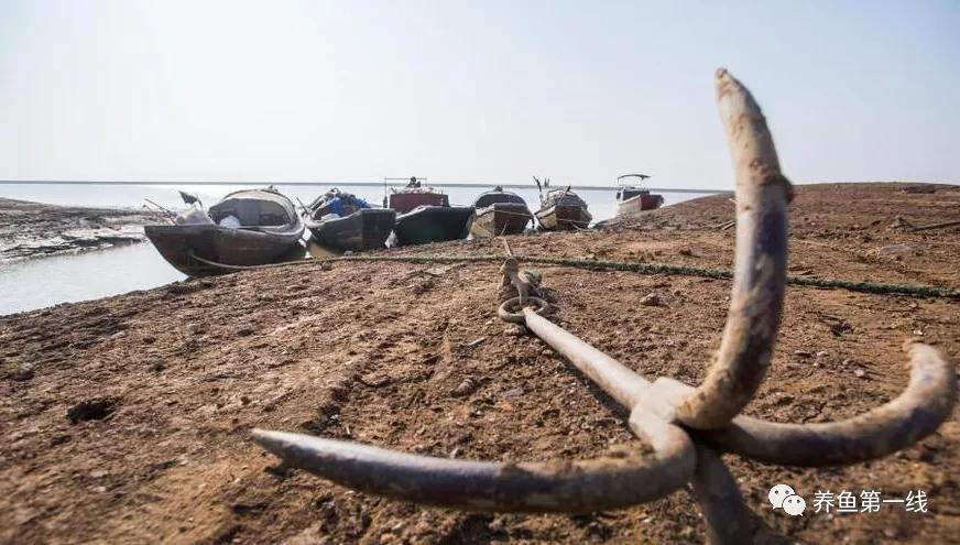 鱼身上有红斑用什么药治理,鱼身上有红斑怎么解决