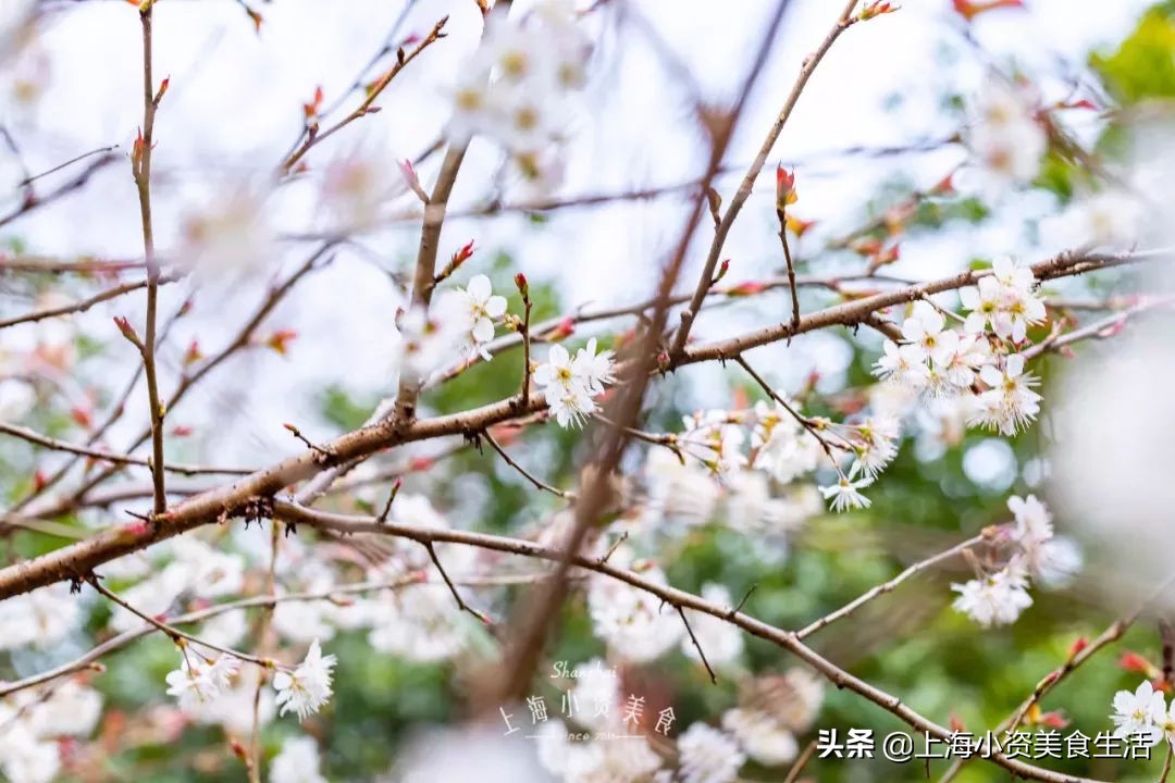 顾村公园一年一度赏樱,顾村公园赏樱点