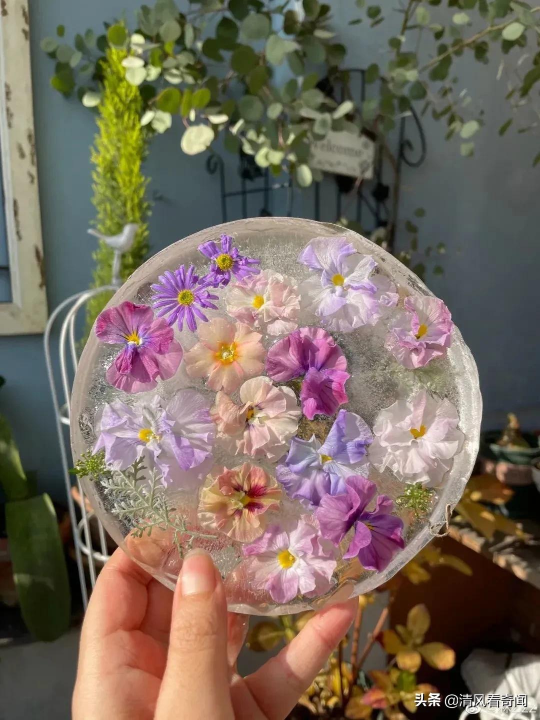 冻冰花美篇,冻冰花的美篇