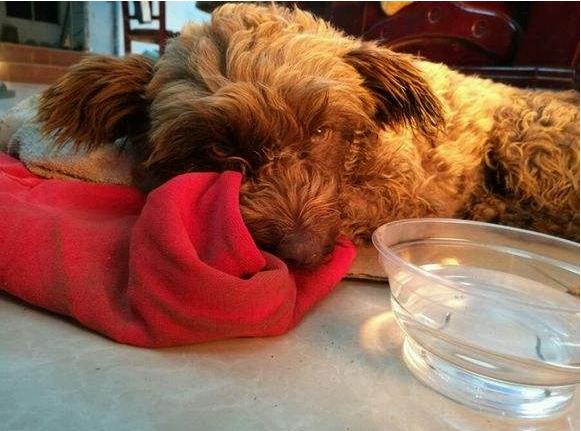 狗狗为什么吐狗粮该如何治疗,狗狗肠胃炎吐狗粮怎么办