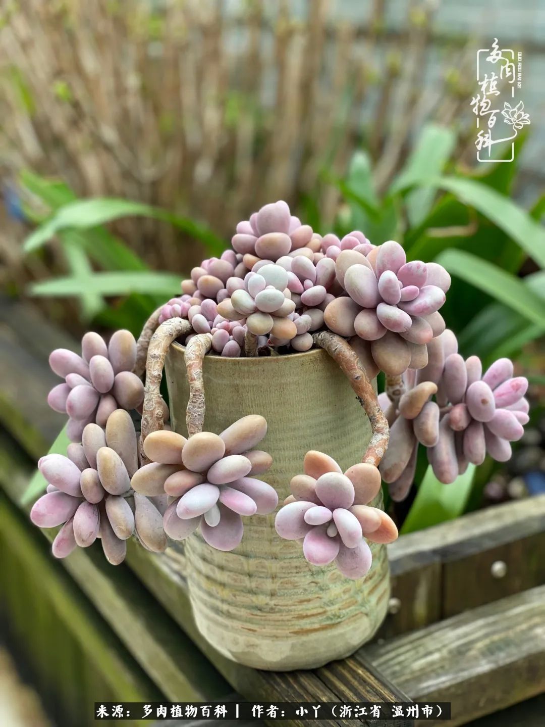 祖上无院家里无矿，一腔浪漫情怀付诸楼顶造花