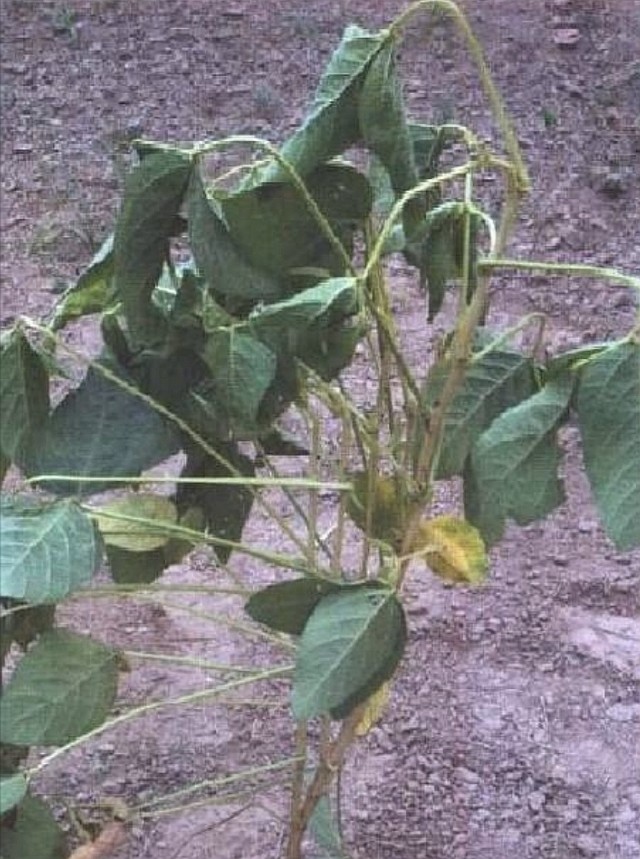 激素农药药害,激素型除草剂的危害