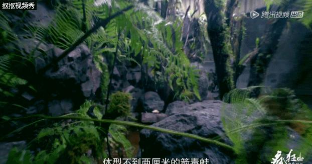 被毒杀的亲情纪录片,相杀相爱纪录片