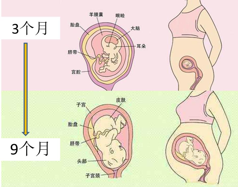 我是一名抑郁症患者，但突然怀孕了，手里的抗抑郁药吃还是不吃？