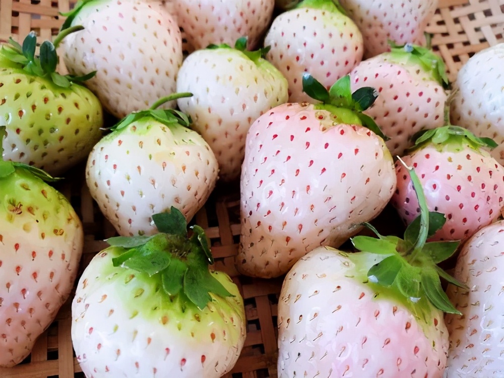 50元一斤草莓被骗,一颗60元白色草莓