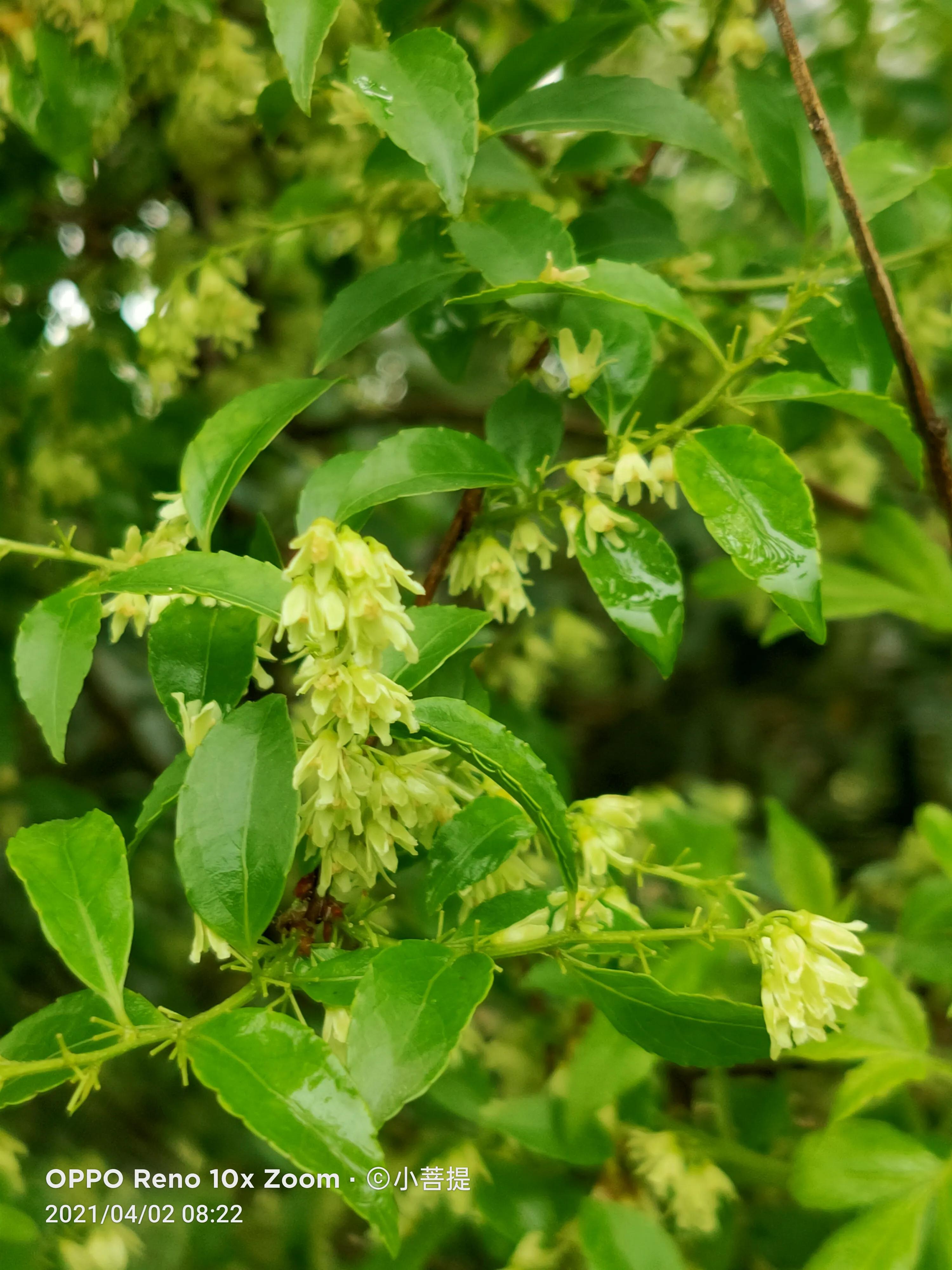 清明时节开花的花草有哪些,早春时节各种植物的样子