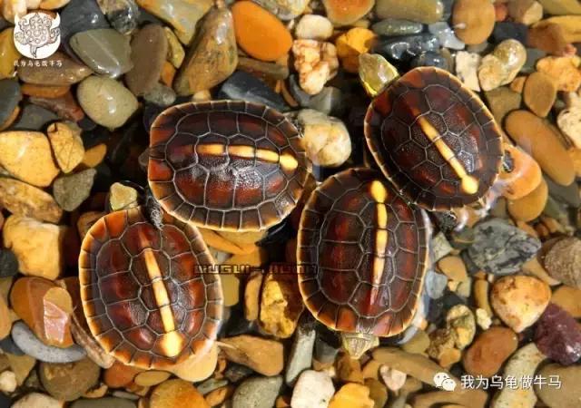 黄缘闭壳龟全集,黄缘闭壳龟和黄缘盒龟