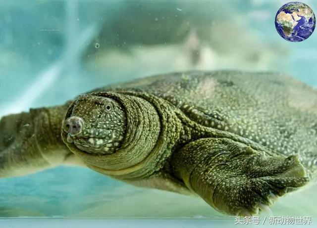 星际奇遇兽王,小说星际奇遇之兽王