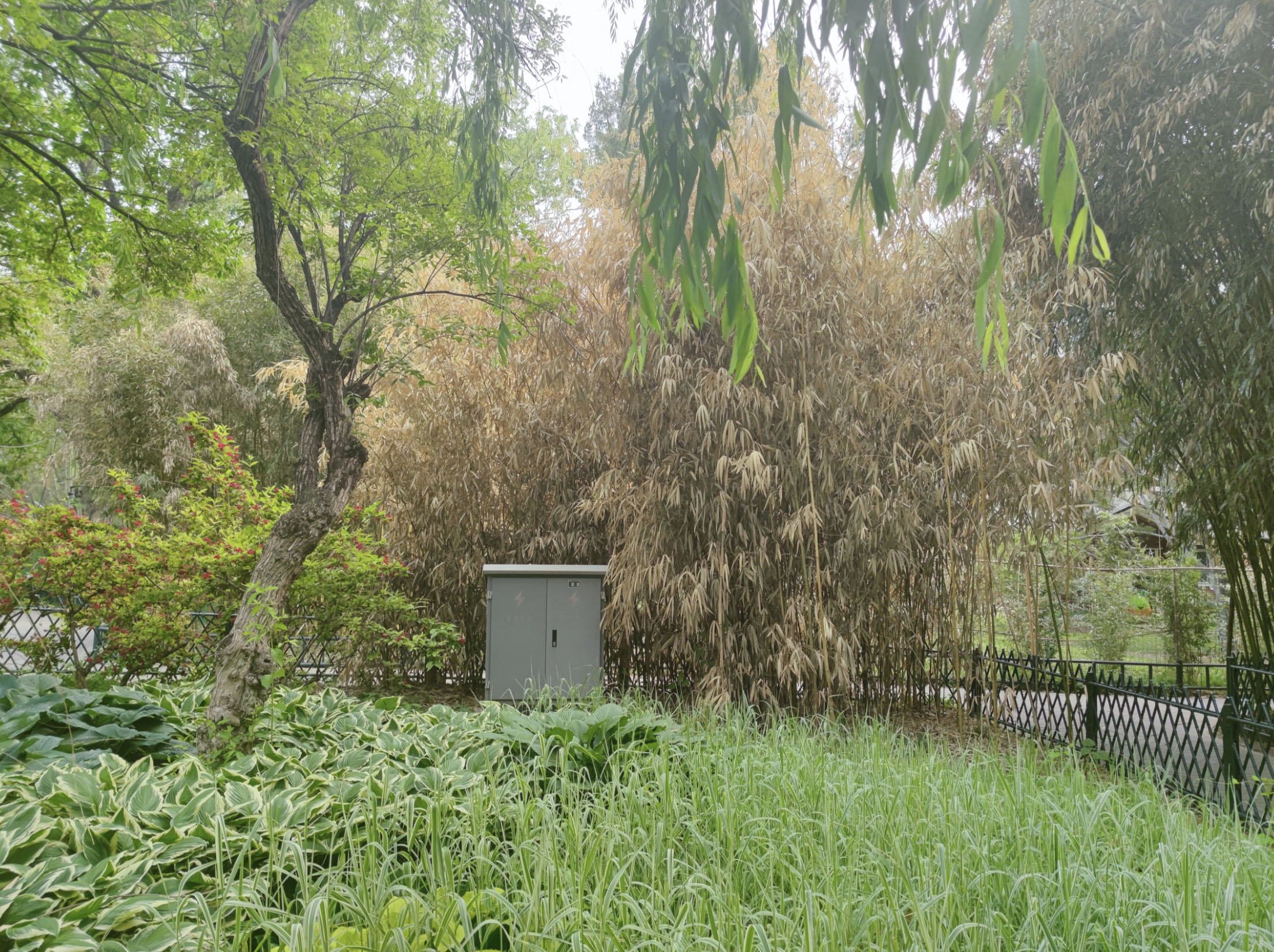 北京紫竹院观赏竹子的最好季节,紫竹院公园有几种竹子