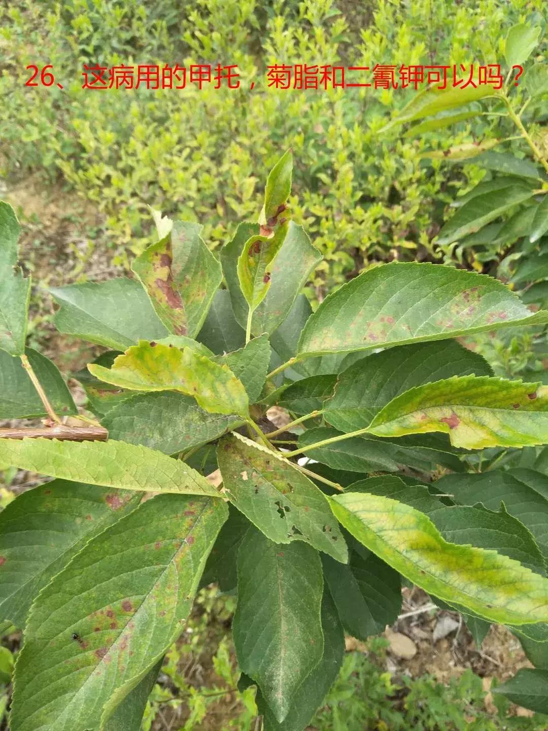 樱桃树干叶发黑是怎么回事,樱桃树有叶子干了怎么办