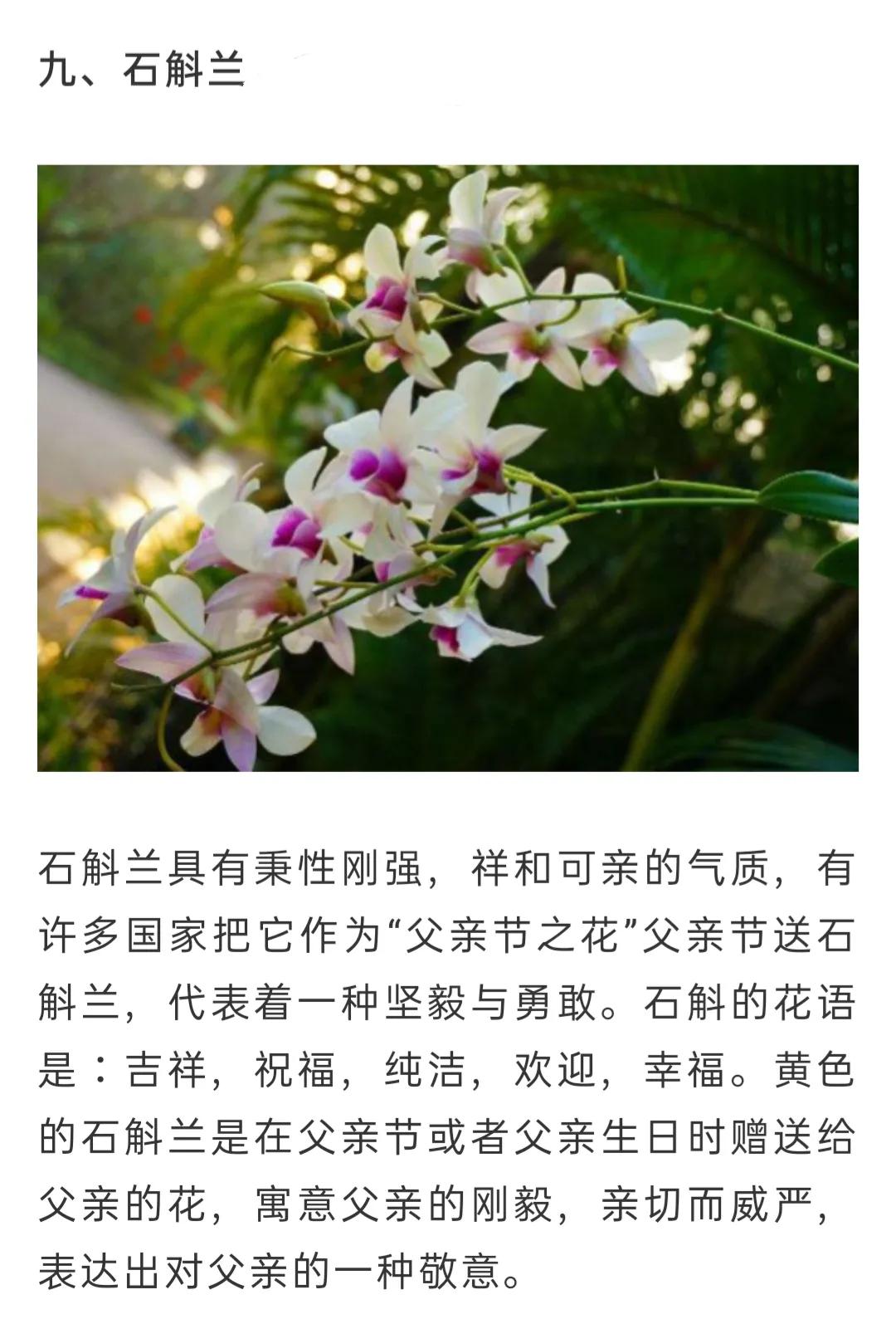 兰花简单介绍,兰花介绍资料大全视频