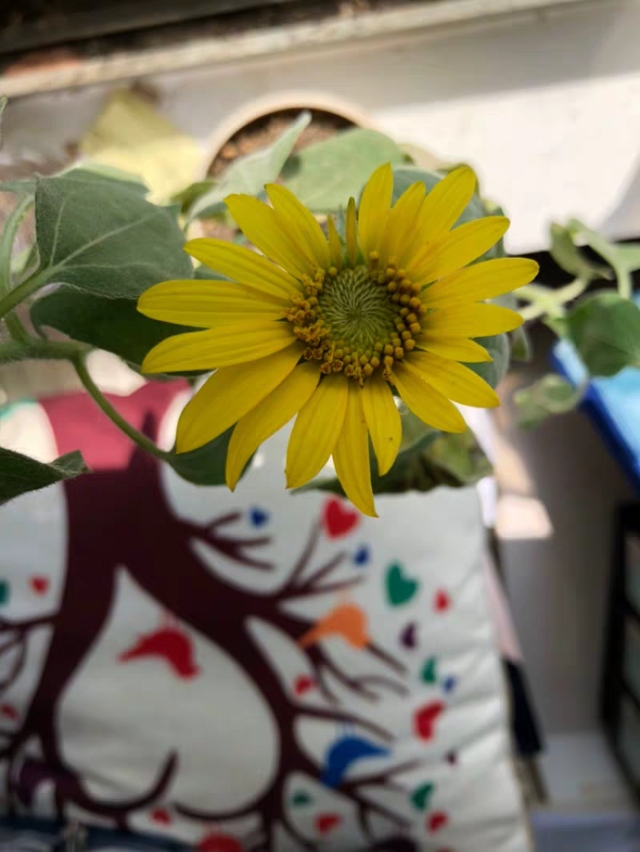 目前最新的华强北airpods,现在的华强北airpods缺点