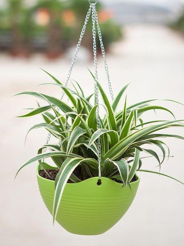 冻蔫的吊兰怎么补救,吊兰枯萎变黄需要剪掉吗