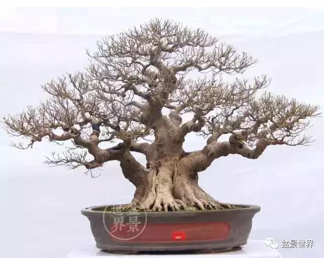 榕树罗汉松风水树,什么形状的榕树盆景好