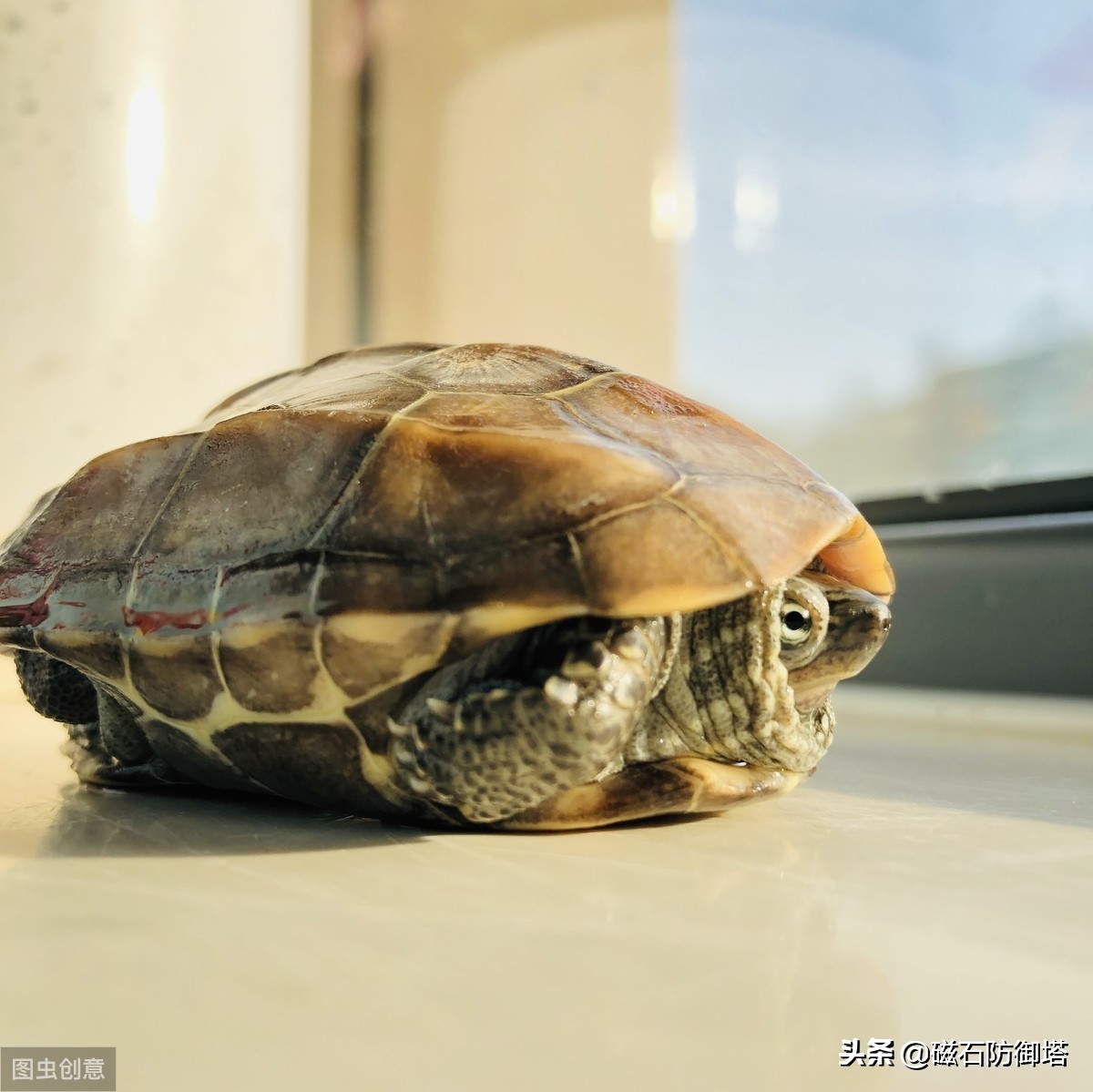 八万年龟为什么那么厉害,千年王八万年龟真的存在吗