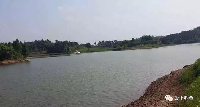 钓到8斤大鲫鱼,8斤以上野钓鱼视频