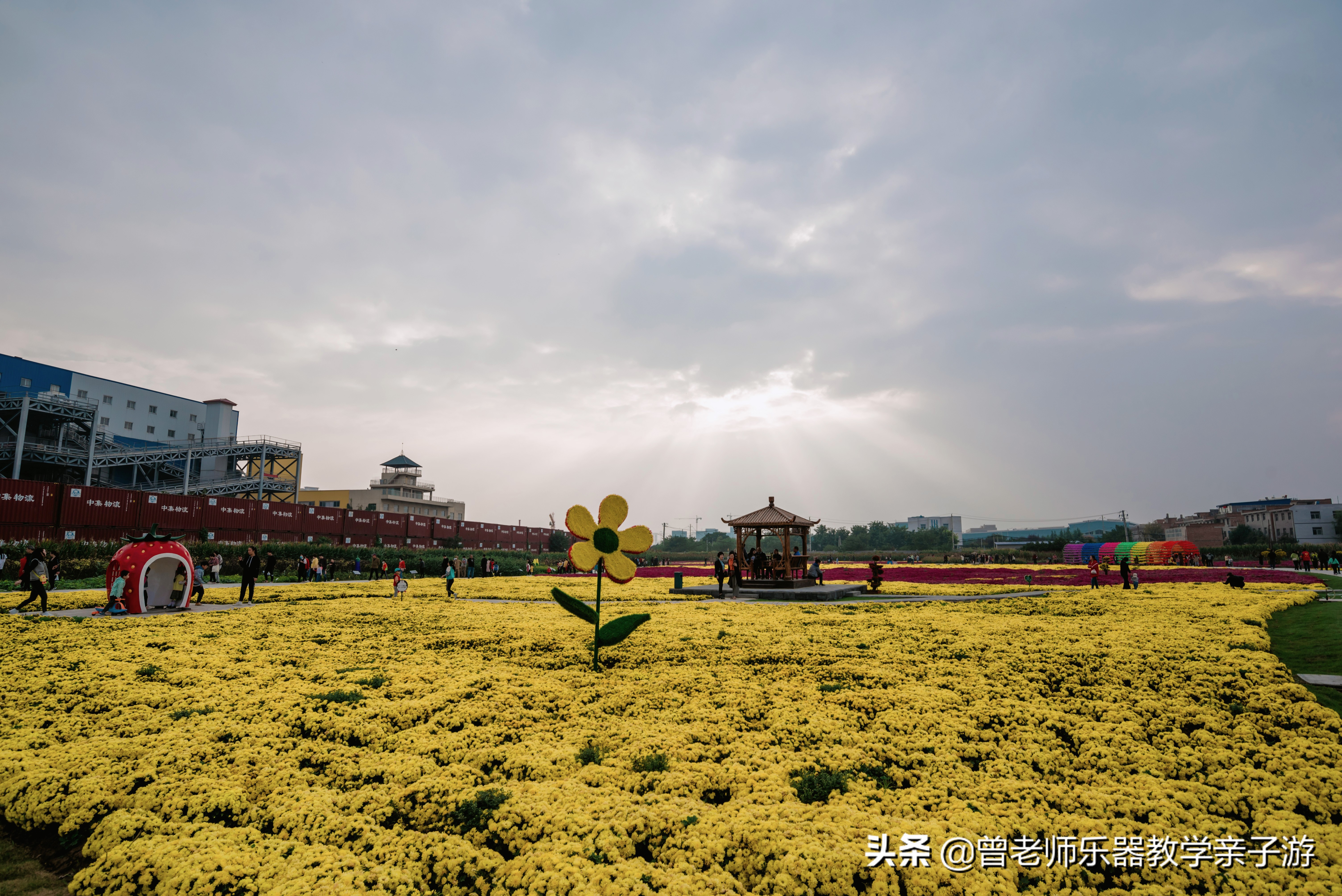 爱菊研学游,爱菊丝路文化菊花园西安
