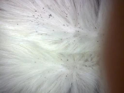 狗狗身上最常见的寄生虫,冬天也能繁衍存活的“跳蚤”+测试方法