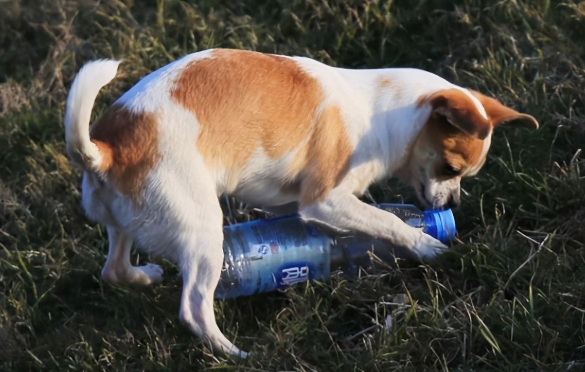 狗狗必买的十种玩具,什么东西才是狗狗最喜欢的玩具