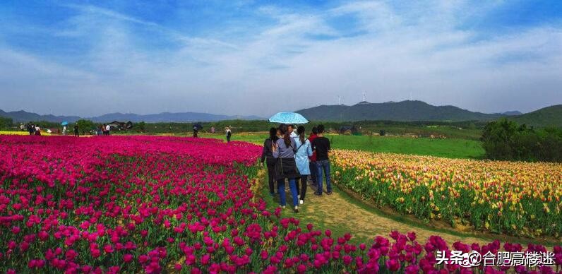 合肥五一旅游景点攻略大全,五一假期合肥旅游人气爆棚