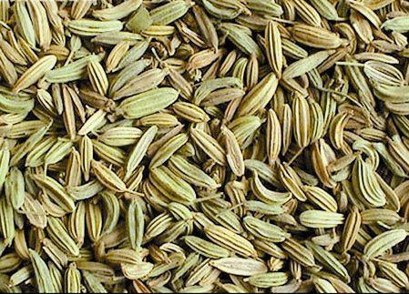 茴香植物闻起来没有味道,茴香植物简介