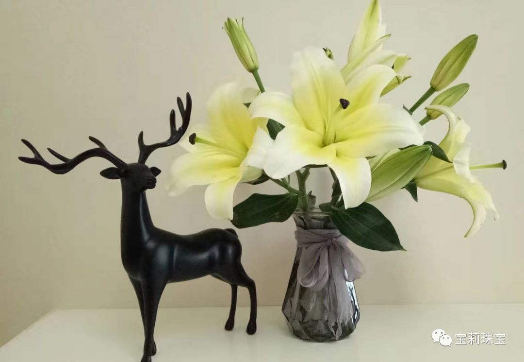 初美优选樊莉莉：百合花的养护