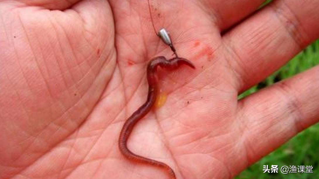 钓鱼最佳挂蚯蚓方法和技巧,如何挂蚯蚓钓鱼技巧